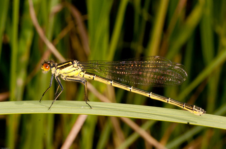 Libelle grote roodoogjuffer