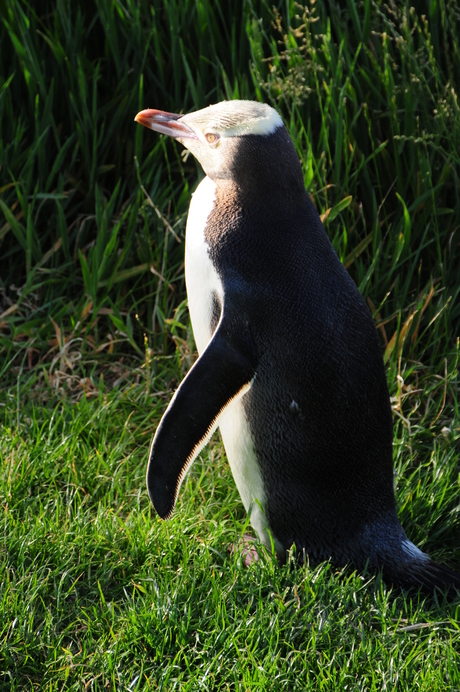 Geeloog Pinguin II