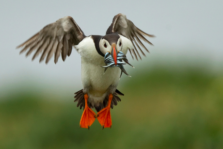 puffin