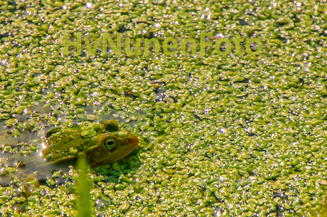 140529 Groene kikker Stippelberg-0253