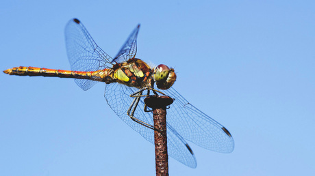 Dragonfly