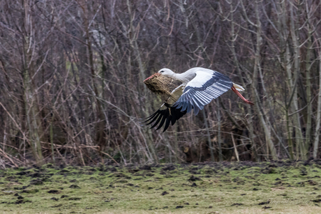 Serie, Ooievaar