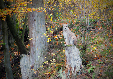 Sauerland-Lynx-3.jpg