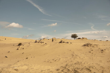 Dutch desert