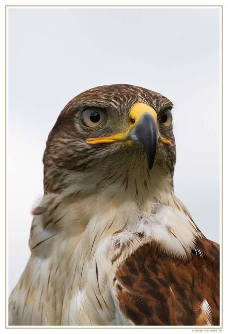 Buizerd