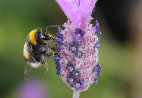 hommel op lavendel