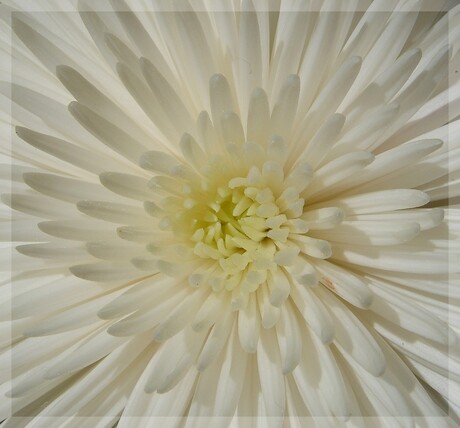 Witte bloem