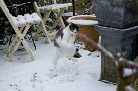 Hoe een kat een sneeuwbal vangt.....