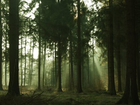 bos omgeving kamp Westerbork