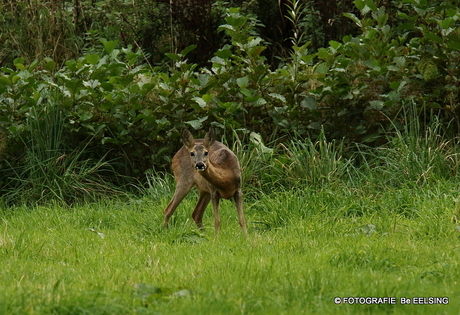 reegeit in westerwolde