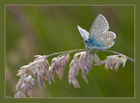 Jippie..een icarusblauwtje!