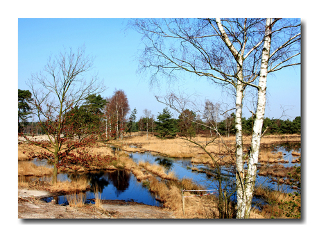 Kriekelare Duinen