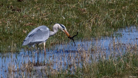 Reiger heeft zijn ontbijt te pakken.