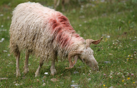 schaap in bergen