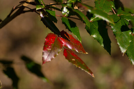 Burning red