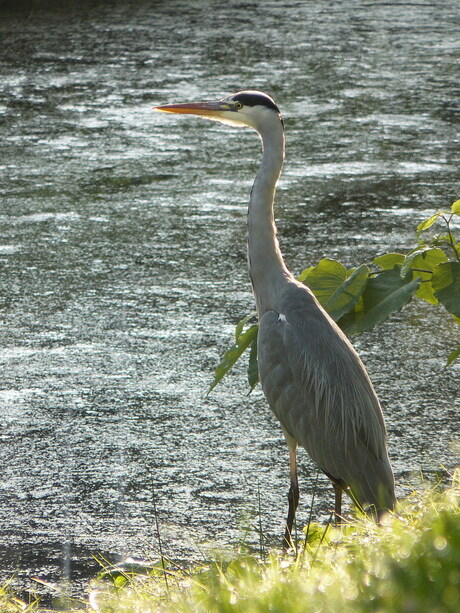 Een Reiger