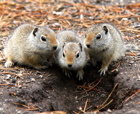 Squirrels Yellowstone Park Amerika