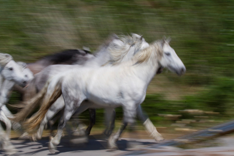 Camargue paarden in galop