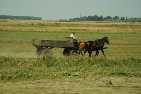 Paard en wagen