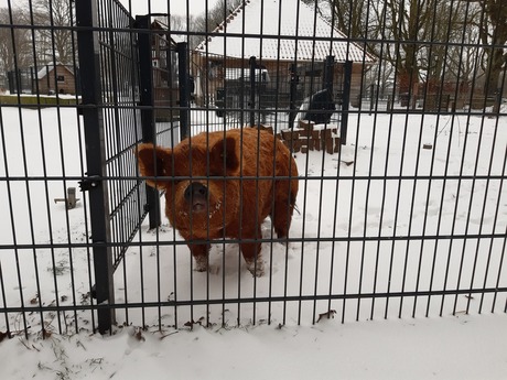 Kune kune varken zegt gedag.