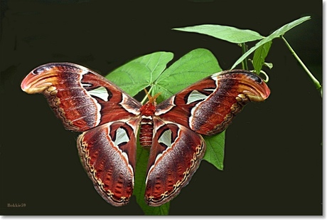 Enorme Altlas vlinder