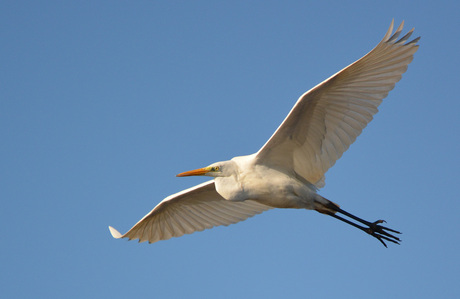 Zilverreiger.