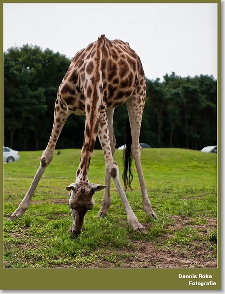 Giraffe