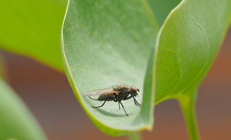 groene vlieg - mond vol water