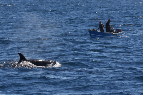 vissersboot en orca