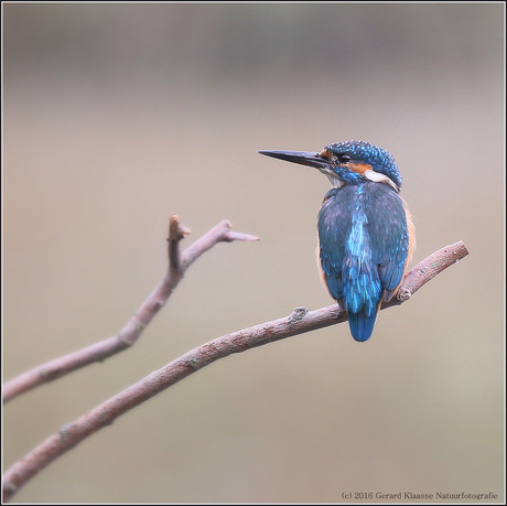 IJsvogel