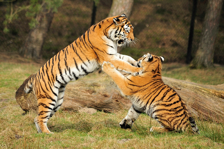 Spelende tijgers