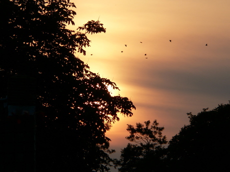 tropische lucht in nederland