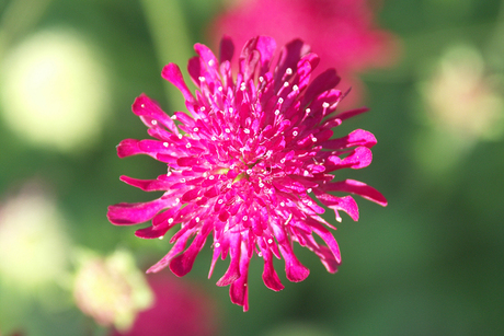 Knautia / Beemdkroon