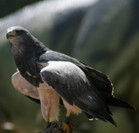 Roofvogel