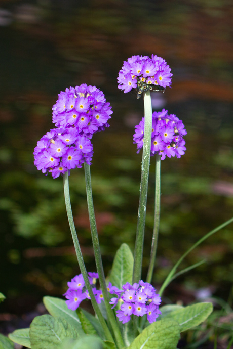 Primula