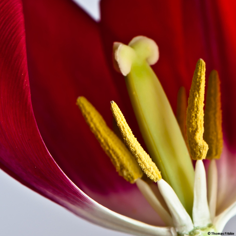 Tulp