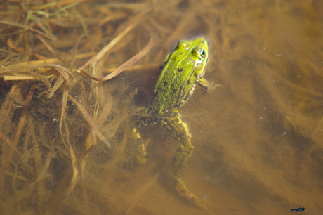 groene kikker