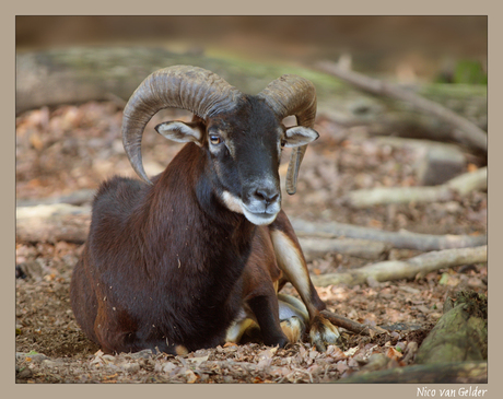 Mouflon