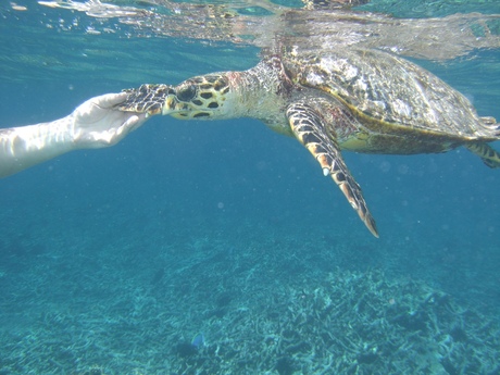 snorkelfoto coco island seychellen
