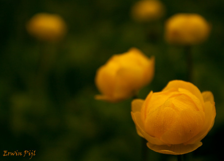 Bekende gele bloem