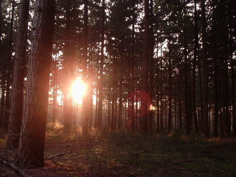 zon door de bomen