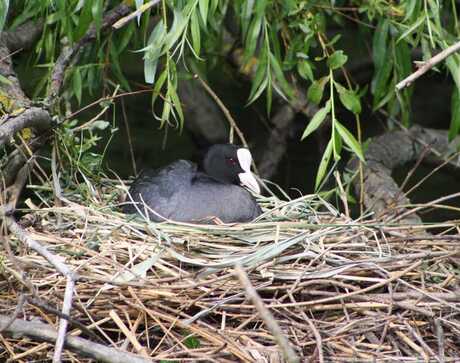 Meerkoet op haar nest