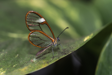 Glas vlinder