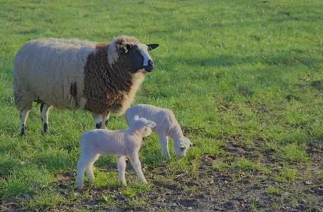 Lente in de Wei met moe erbij!