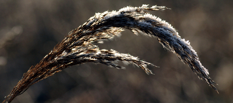 Kou op riet