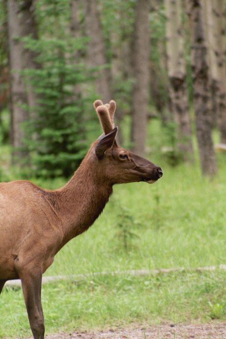 Elk op camping