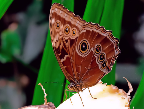 morpho peleides vlinder.