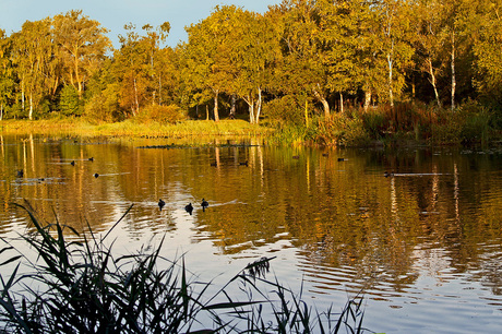 Herfstkleuren