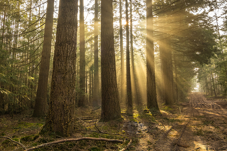 Light Beams