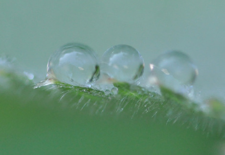 parels in de natuur